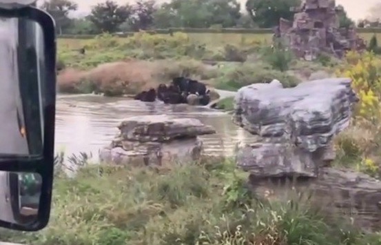 Cena macabra: ursos matam funcionário de zoológico na frente de turistas