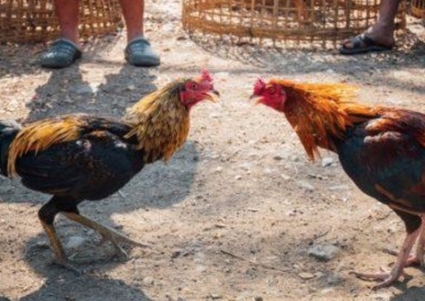 Policial é morto por galo de briga após sofrer corte em artéria da perna 