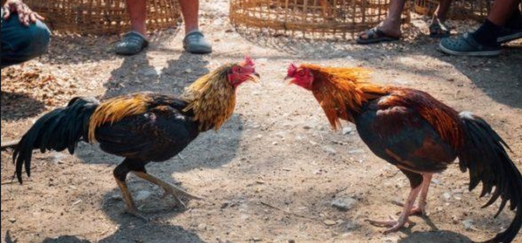 Policial é morto por galo de briga após sofrer corte em artéria da perna 