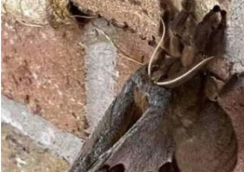 Tarântula com asas? animal causa desespero na web