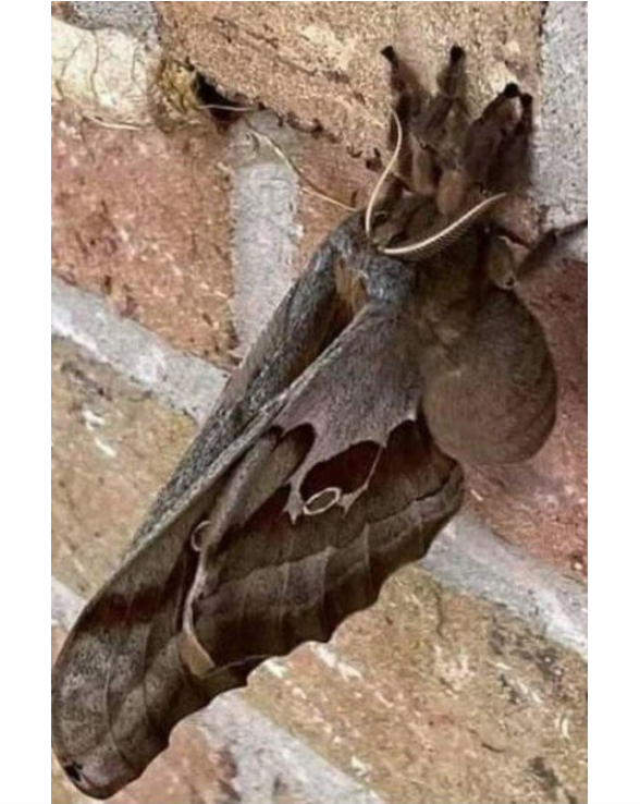 Tarântula com asas? animal causa desespero na web