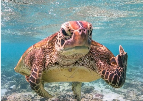 Tartaruga viraliza ao ser fotografada mostrando 'o dedo do meio'; veja