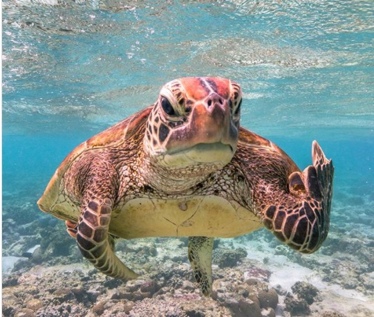 Tartaruga viraliza ao ser fotografada mostrando 'o dedo do meio'; veja