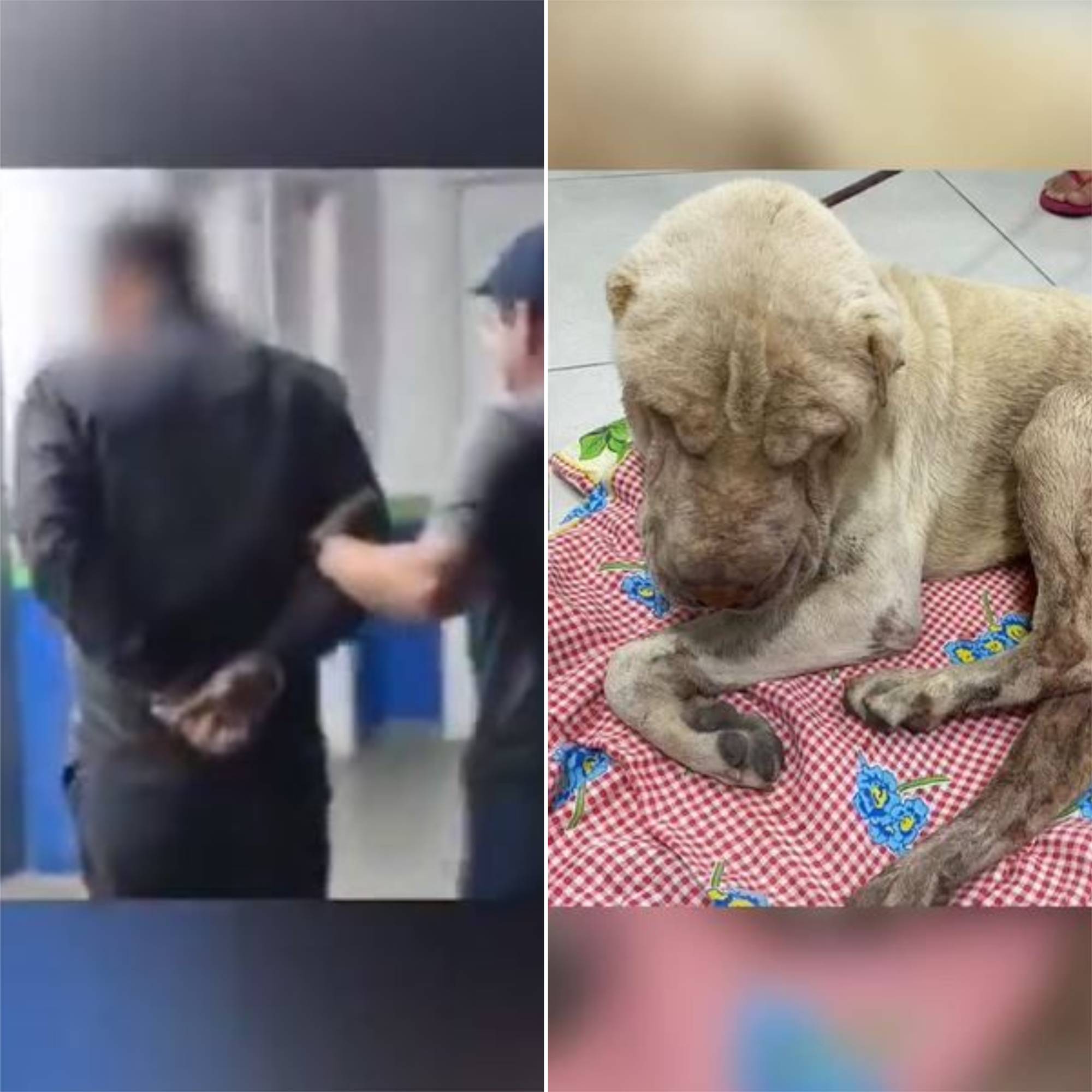 Motorista é preso por abandonar cachorro doente para morrer na Cidade Nova 