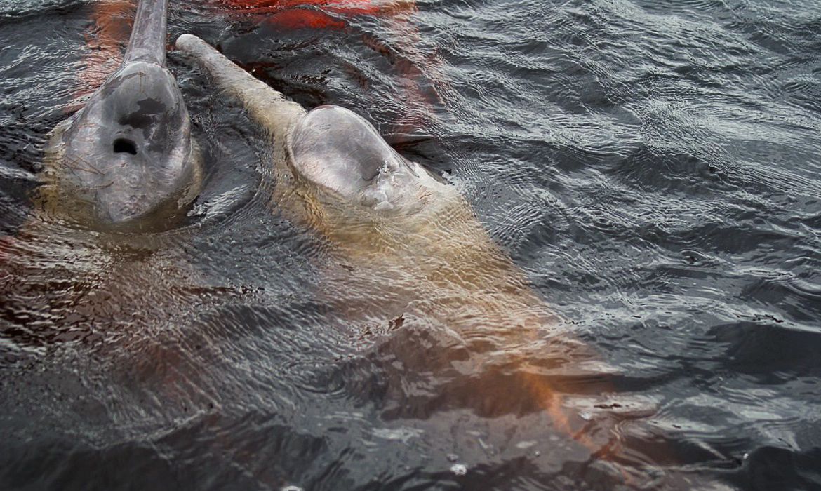 Cientistas da Bolívia tentam desvendar mistérios do boto cor-de-rosa