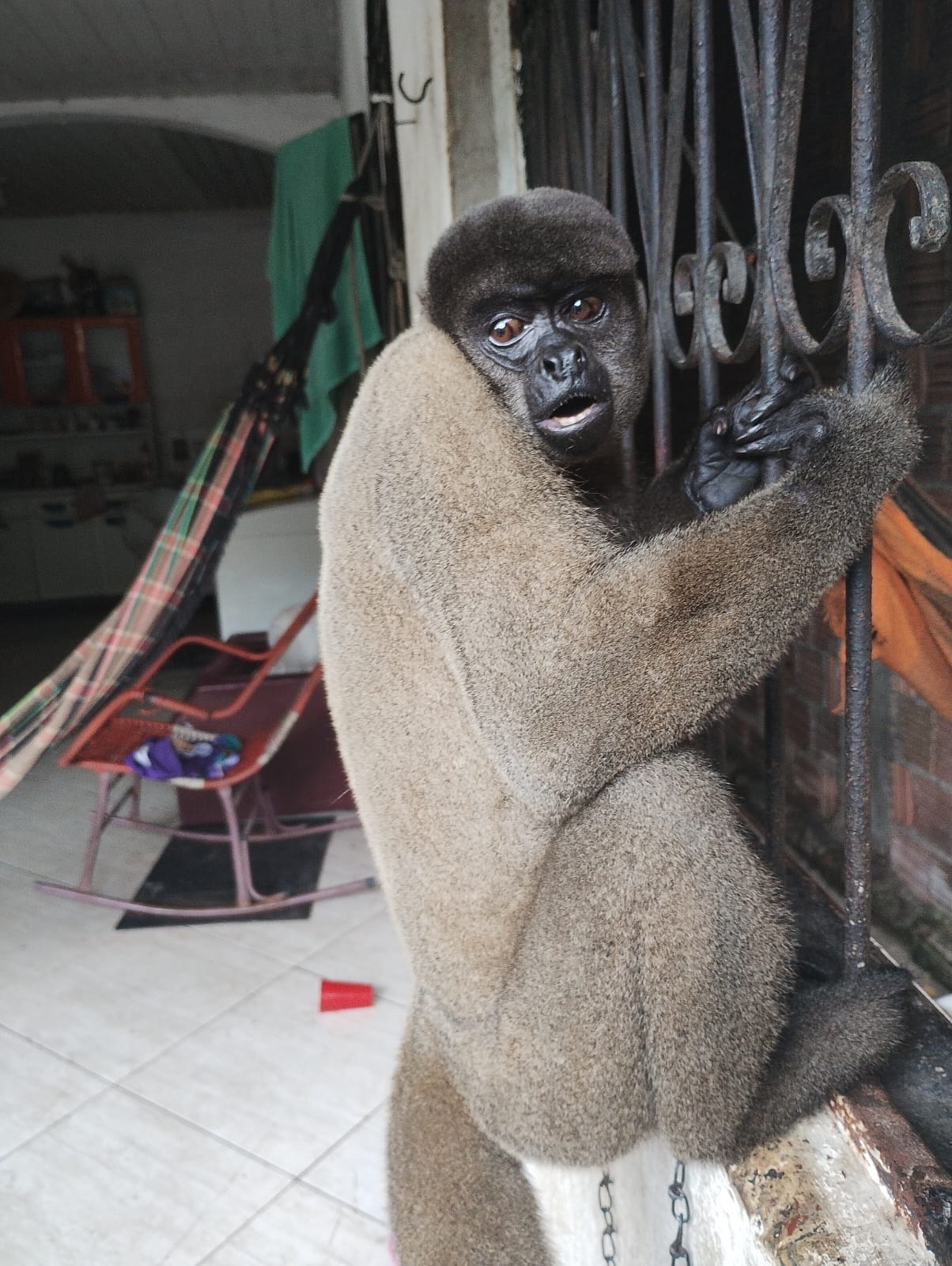 Machucado, macaco-barrigudo é resgatado em Manaus 