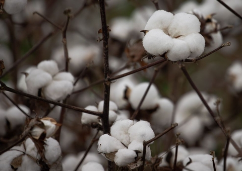 Embrapa anuncia bioinseticida contra pragas na soja, milho e algodão