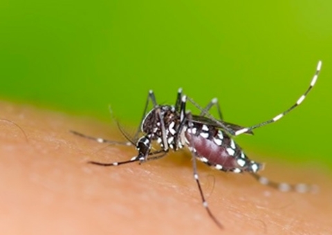 Pesquisadores estudam repelente natural contra o Aedes aegypti