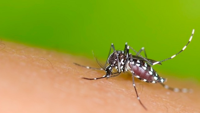 Pesquisadores estudam repelente natural contra o Aedes aegypti