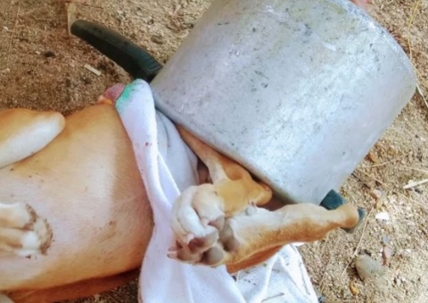 Bombeiros fazem operação para tirar cachorro preso em panela