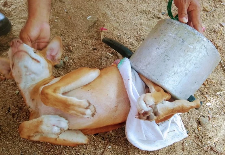 Bombeiros fazem operação para tirar cachorro preso em panela