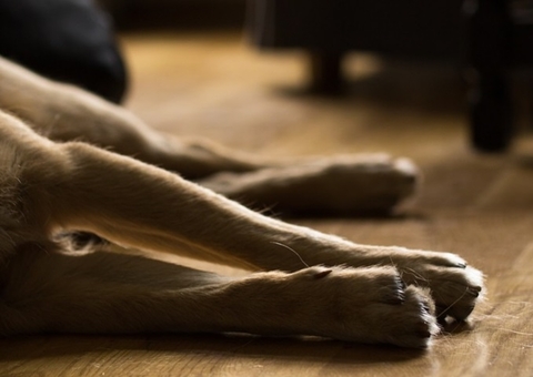Primeiros casos de cães com Covid-19 no Brasil são confirmados