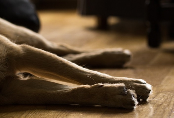 Primeiros casos de cães com Covid-19 no Brasil são confirmados