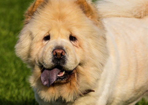 Criança de um ano morre após ser atacada por cachorro da raça chow-chow