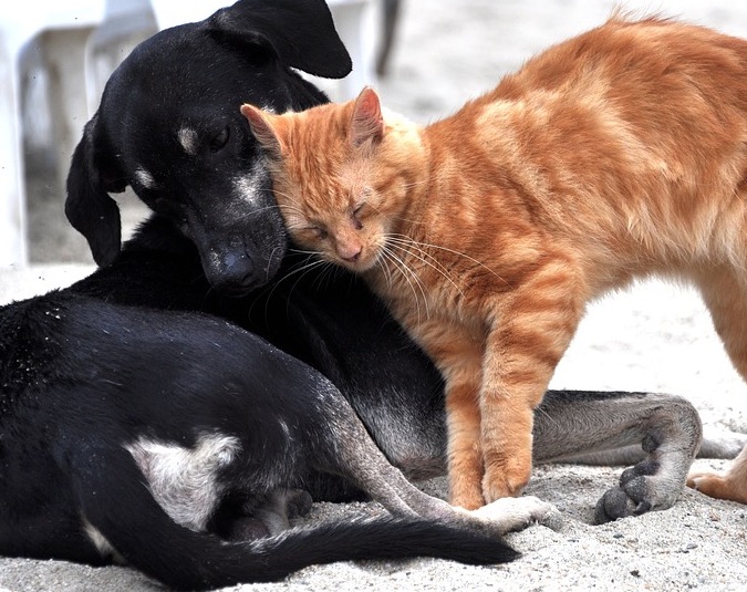 Bolsonaro irá decidir aumento da pena para quem maltratar cães e gatos 