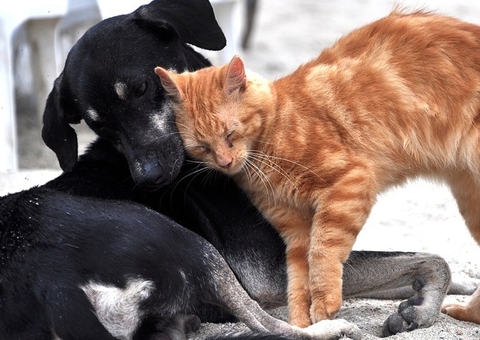 Bolsonaro irá decidir aumento da pena para quem maltratar cães e gatos 