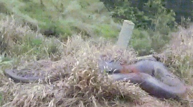 Vídeo: motorista fica prestes a ser atacado por sucuri de 8 metros