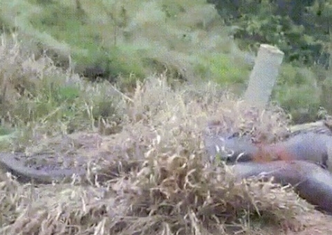 Vídeo: motorista fica prestes a ser atacado por sucuri de 8 metros