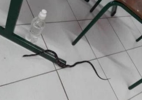 Cobra invade sessão de votação e aterroriza eleitores