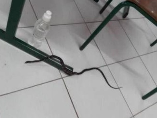 Cobra invade sessão de votação e aterroriza eleitores