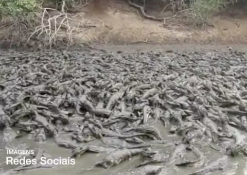 Vídeo: Milhares de jacarés lutam para sobreviver em açude seco no Pantanal