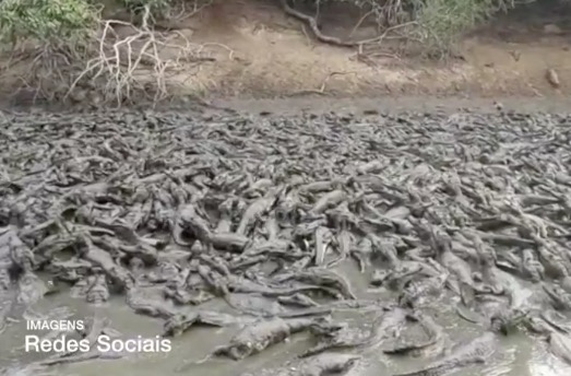 Vídeo: Milhares de jacarés lutam para sobreviver em açude seco no Pantanal
