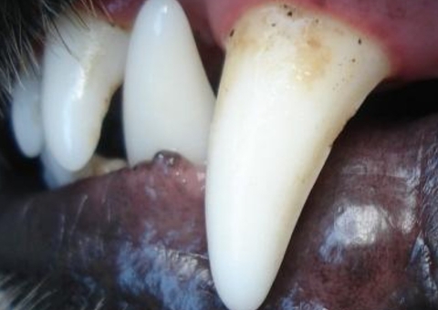 Criança de 2 anos tem rosto dilacerado após ser mordida por cachorro