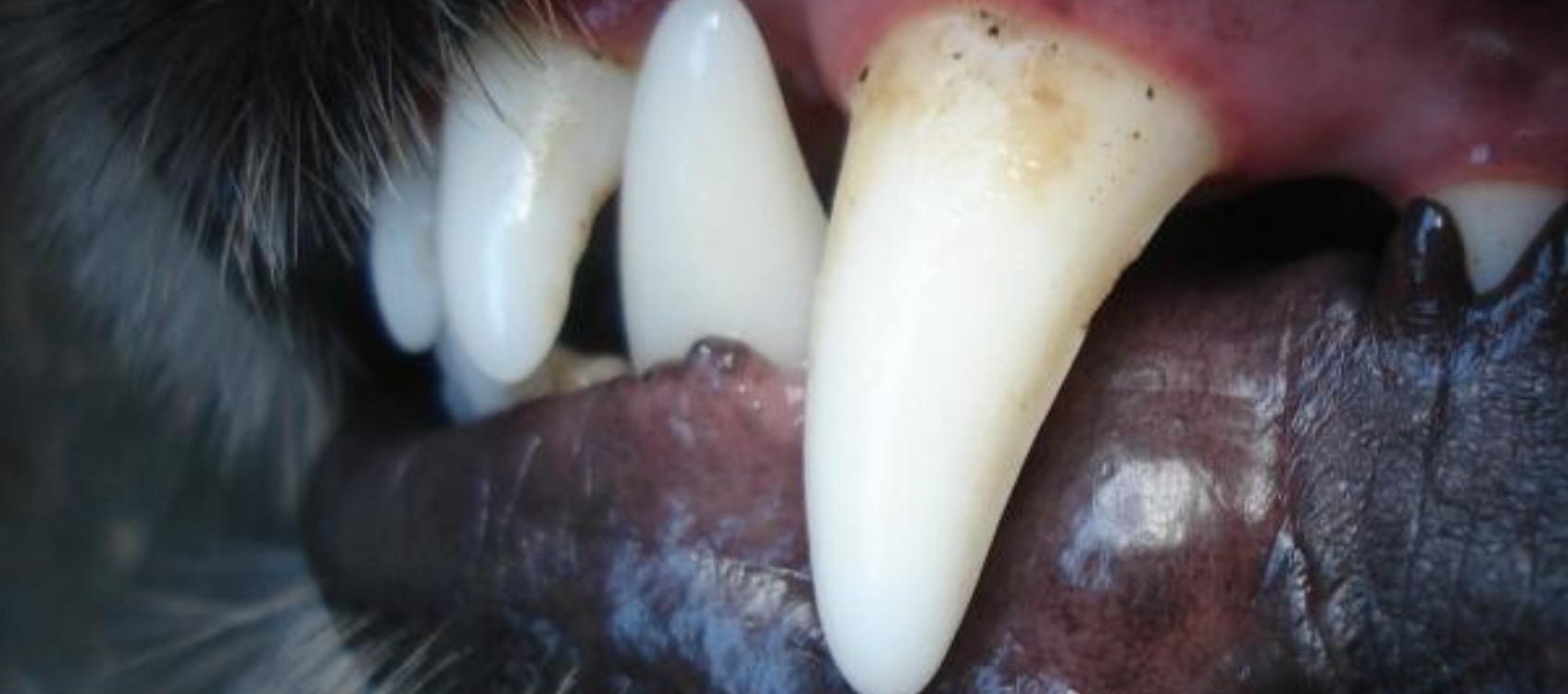 Criança de 2 anos tem rosto dilacerado após ser mordida por cachorro