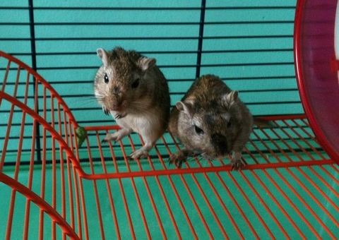 Instituto Butantan faz testes de soro em animais para tratar covid-19