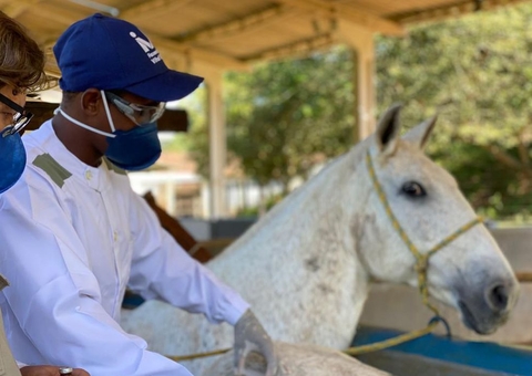 Pesquisa de soro contra Covid-19 produzido com cavalos avança no país