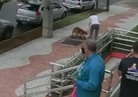 Vídeo: Pit bull ataca cadela que passeava com idosa em calçada