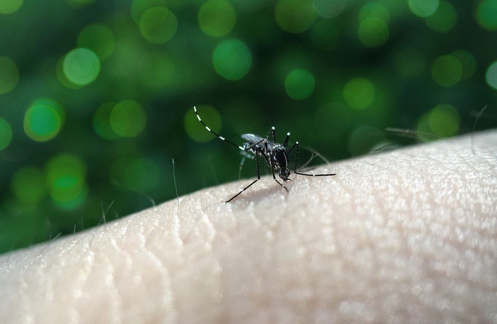Verão e pandemia podem agravar casos de dengue, zika e chikungunya