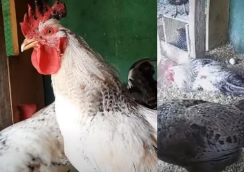 Galo prestes a ser abatido bota ovos e vira sucesso; entenda