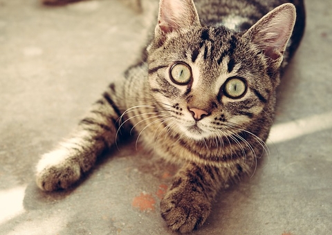 Pesquisadores identificam primeiro gato com coronavírus no Brasil