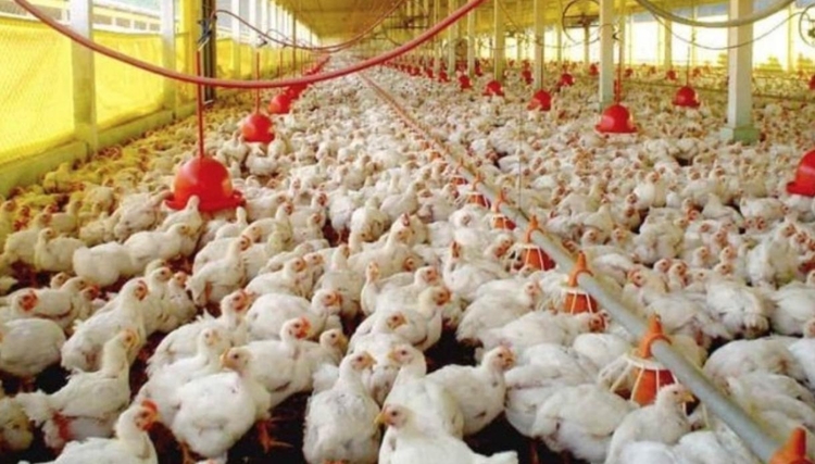 Brasil vai se declarar livre da gripe aviária