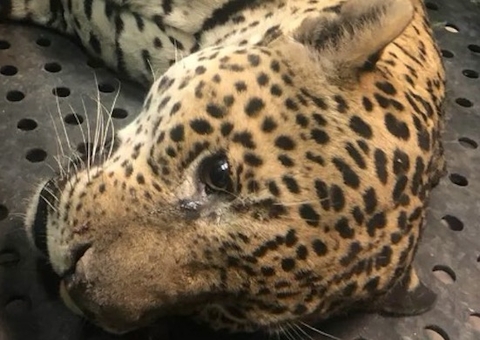 Onça-pintada sofre queimaduras em área de incêndio 