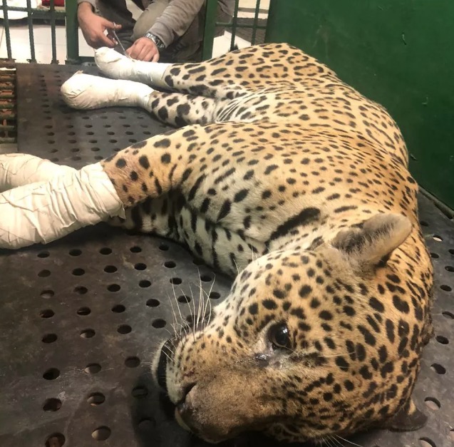 Onça-pintada sofre queimaduras em área de incêndio 