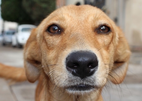 Bolsonaro deve sancionar amanhã pena que aumenta maus-tratos a cães e gatos