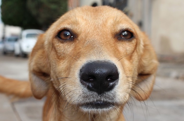 Bolsonaro deve sancionar amanhã pena que aumenta maus-tratos a cães e gatos