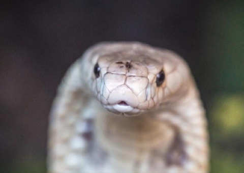 Saiba o que aconteceu com a Naja que picou universitário em Brasília