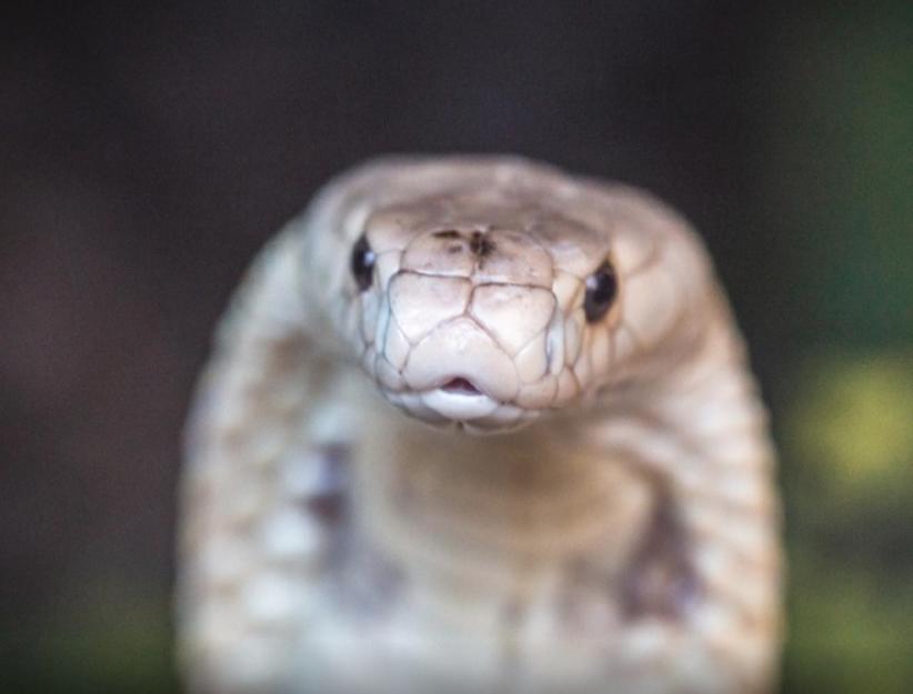 Saiba o que aconteceu com a Naja que picou universitário em Brasília