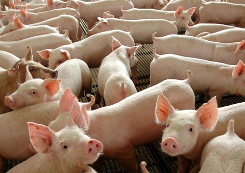 Ministério da Agricultura sacrifica manada para conter surto de peste 