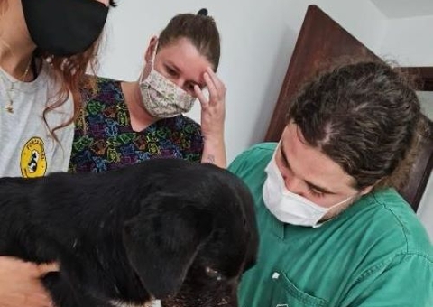 Cão tem boca dilacerada após rojão ter sido amarrado ao corpo no Reveillón