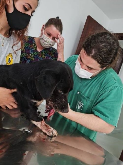 Cão tem boca dilacerada após rojão ter sido amarrado ao corpo no Reveillón
