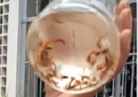 Família encontra 41 escorpiões dentro de casa 