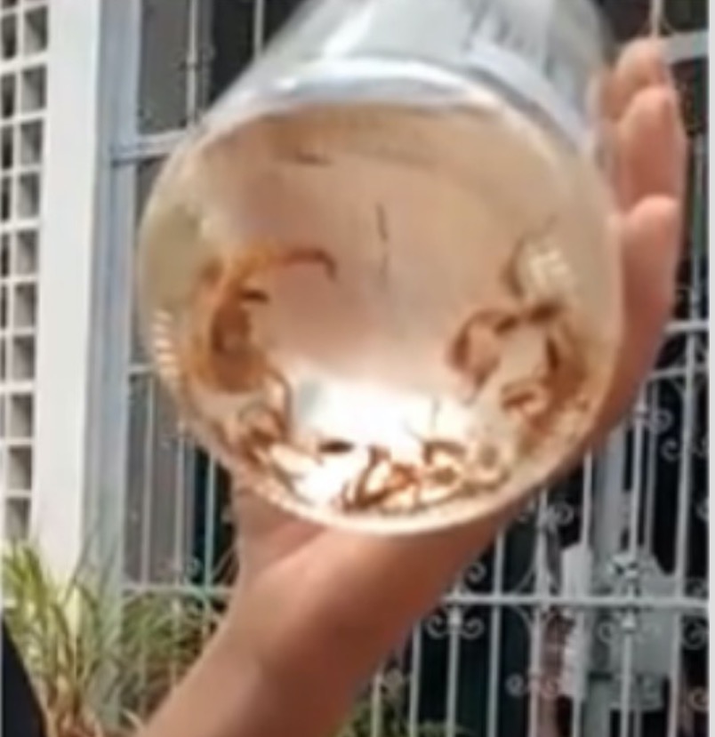 Família encontra 41 escorpiões dentro de casa 