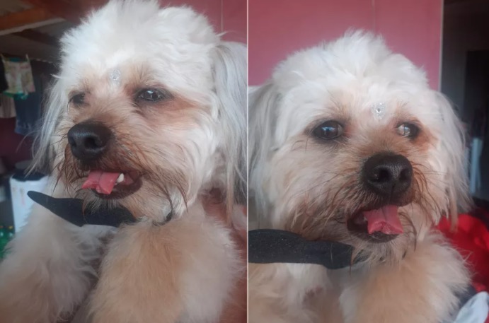 Cachorro tem parte da língua decepada em clínica veterinária