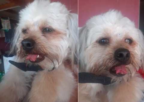 Cachorro tem parte da língua decepada em clínica veterinária