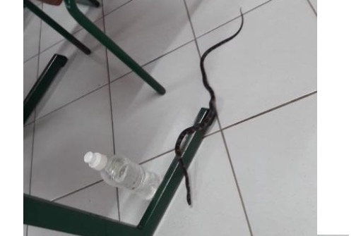 Cobra invade seção e coloca mesários e eleitores para correr