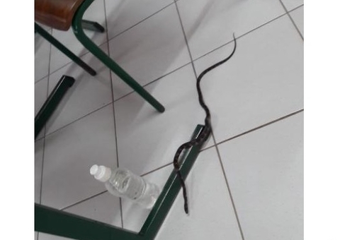 Cobra invade seção e coloca mesários e eleitores para correr